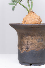 13 エンセファラルトス・ホリダス