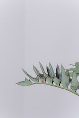 13 エンセファラルトス・ホリダス