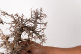 TN83コミフォラ エイル Commiphora sp. 'Eyl'