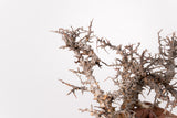 TN83コミフォラ エイル Commiphora sp. 'Eyl'