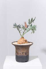 13 エンセファラルトス・ホリダス