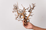 TN83コミフォラ エイル Commiphora sp. 'Eyl'