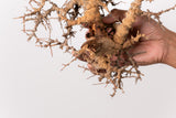 TN83コミフォラ エイル Commiphora sp. 'Eyl'