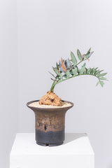 13 エンセファラルトス・ホリダス