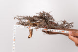 TN83コミフォラ エイル Commiphora sp. 'Eyl'