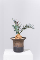 13 エンセファラルトス・ホリダス