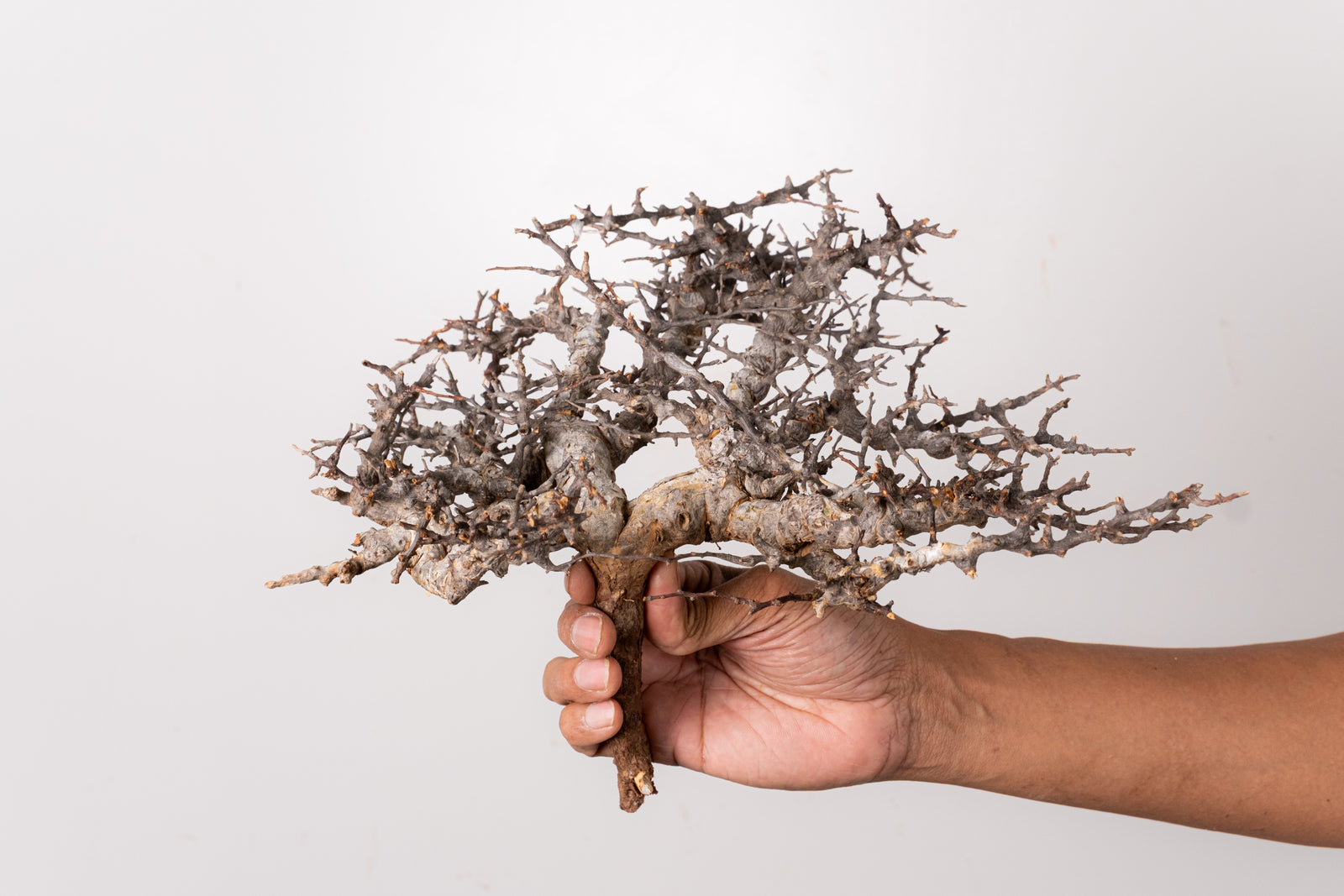 TN84コミフォラ エイル Commiphora sp. 'Eyl' – KOMO
