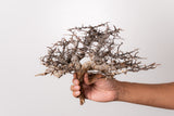 TN84コミフォラ エイル Commiphora sp. 'Eyl'