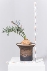 13 エンセファラルトス・ホリダス