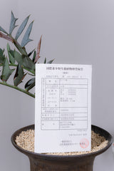 13 エンセファラルトス・ホリダス