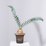 17 エンセファラルトス・ホリダス