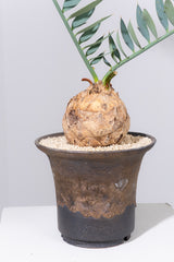 17 エンセファラルトス・ホリダス