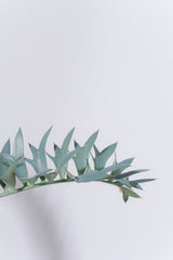 17 エンセファラルトス・ホリダス