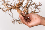 TN84コミフォラ エイル Commiphora sp. 'Eyl'
