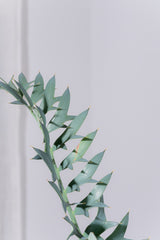 17 エンセファラルトス・ホリダス