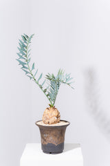 17 エンセファラルトス・ホリダス