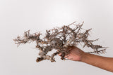 TN85コミフォラ エイル Commiphora sp. 'Eyl'