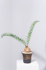 17 エンセファラルトス・ホリダス