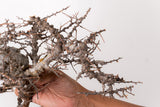 TN85コミフォラ エイル Commiphora sp. 'Eyl'