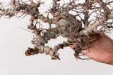 TN85コミフォラ エイル Commiphora sp. 'Eyl'