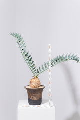 17 エンセファラルトス・ホリダス