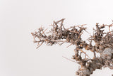 TN85コミフォラ エイル Commiphora sp. 'Eyl'