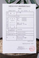 17 エンセファラルトス・ホリダス