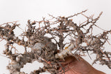 TN85コミフォラ エイル Commiphora sp. 'Eyl'