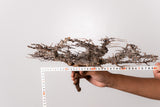 TN85コミフォラ エイル Commiphora sp. 'Eyl'