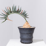 10 エンセファラルトス・ホリダス