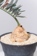 10 エンセファラルトス・ホリダス