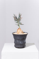 10 エンセファラルトス・ホリダス