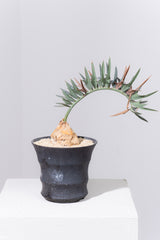 10 エンセファラルトス・ホリダス