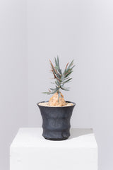 10 エンセファラルトス・ホリダス