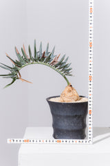 10 エンセファラルトス・ホリダス