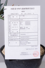 10 エンセファラルトス・ホリダス