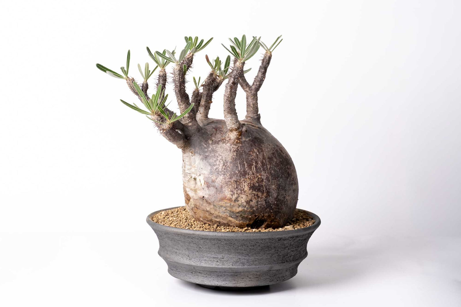 みやび鉢 KDS-03 KOMO.DRY限定 オリジナル Φ25