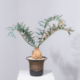 23 エンセファラルトス・ホリダス