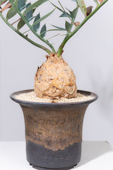 23 エンセファラルトス・ホリダス