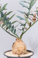 23 エンセファラルトス・ホリダス