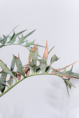 23 エンセファラルトス・ホリダス