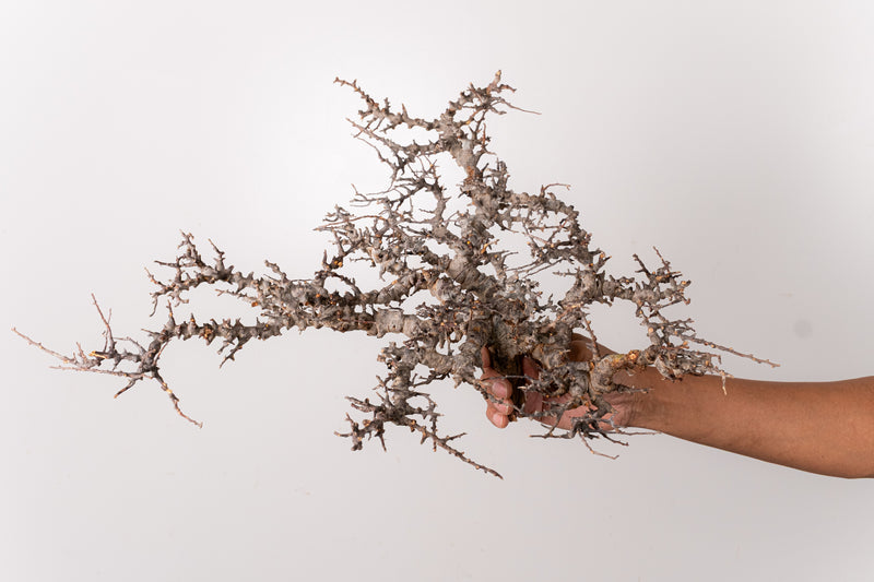 TN87コミフォラ エイル Commiphora sp. 'Eyl' – KOMO
