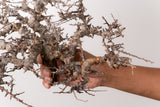 TN87コミフォラ エイル Commiphora sp. 'Eyl'