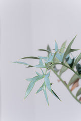 23 エンセファラルトス・ホリダス