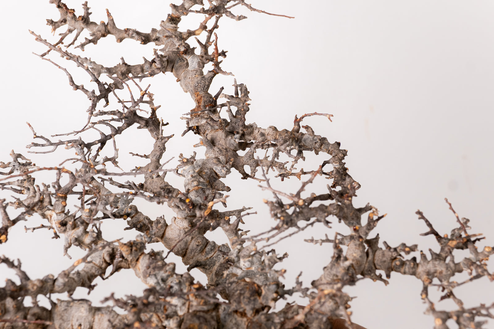 TN87コミフォラ エイル Commiphora sp. 'Eyl' – KOMO