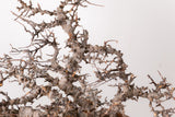 TN87コミフォラ エイル Commiphora sp. 'Eyl'
