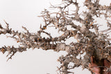 TN87コミフォラ エイル Commiphora sp. 'Eyl'