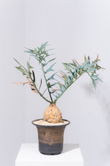 23 エンセファラルトス・ホリダス