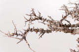 TN87コミフォラ エイル Commiphora sp. 'Eyl'