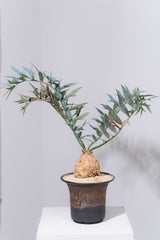 23 エンセファラルトス・ホリダス